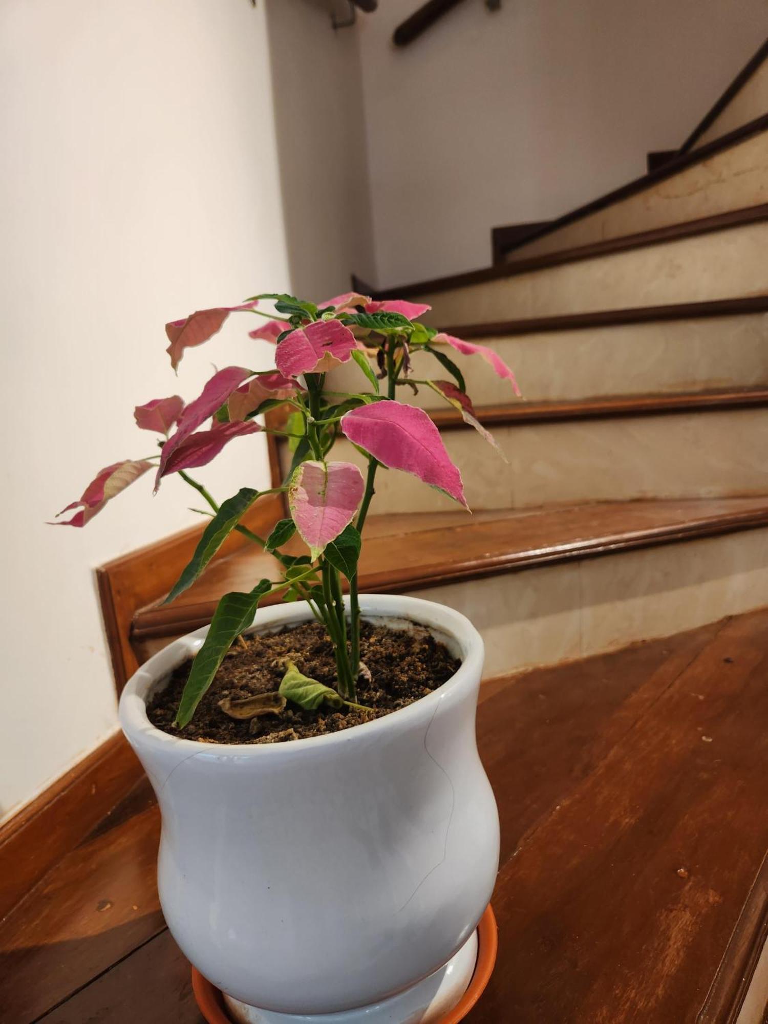 Ederra Stays & Cafe Panaji Exterior photo